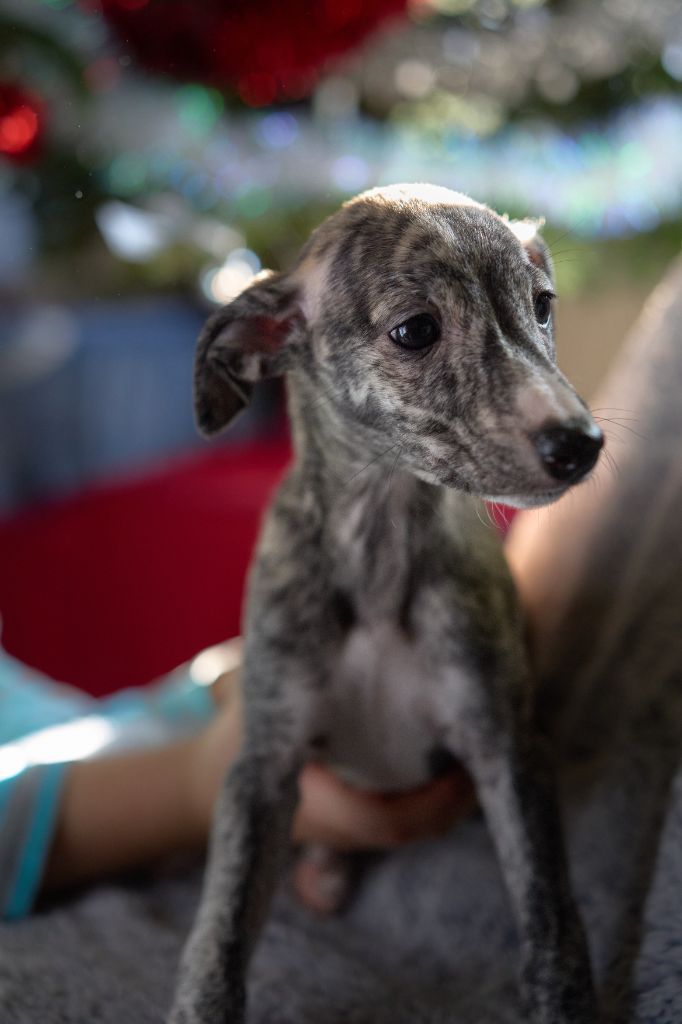 Des Amours De Poseidon - Chiot disponible  - Whippet