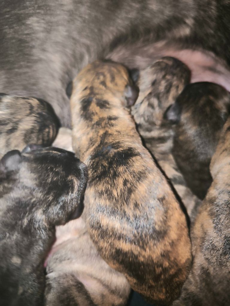 Des Amours De Poseidon - Chiot disponible  - Whippet