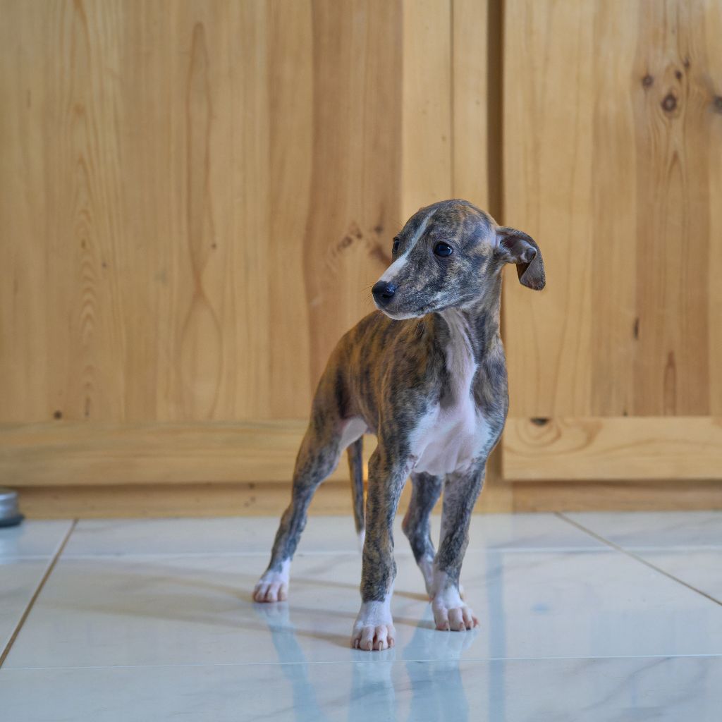 Des Amours De Poseidon - Chiot disponible  - Whippet