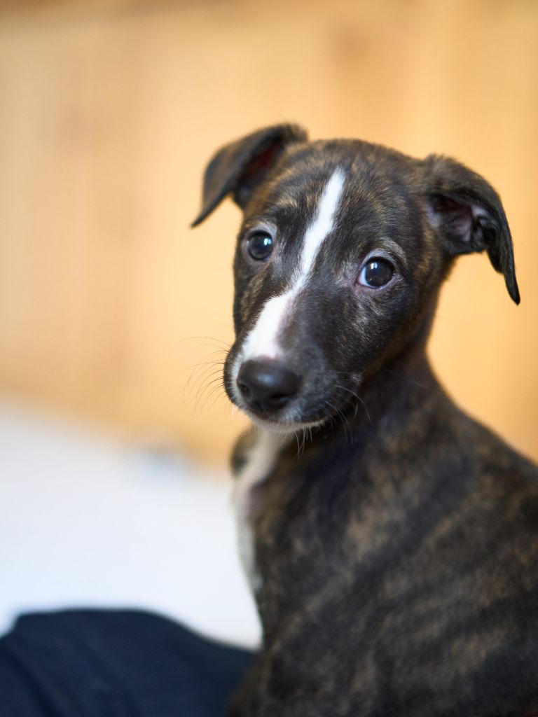 Des Amours De Poseidon - Chiot disponible  - Whippet