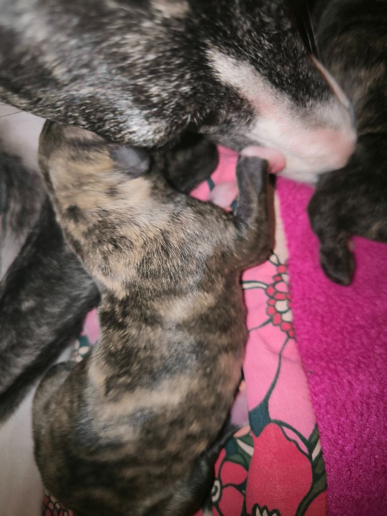 Des Amours De Poseidon - Chiot disponible  - Whippet