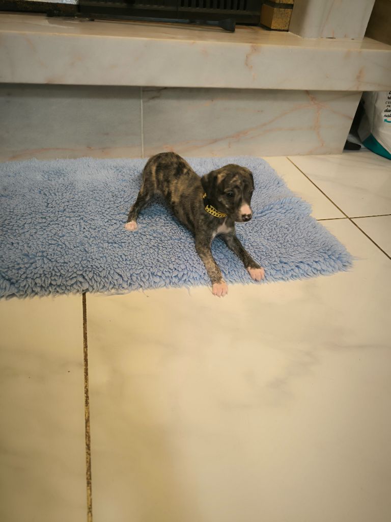 Des Amours De Poseidon - Chiot disponible  - Whippet