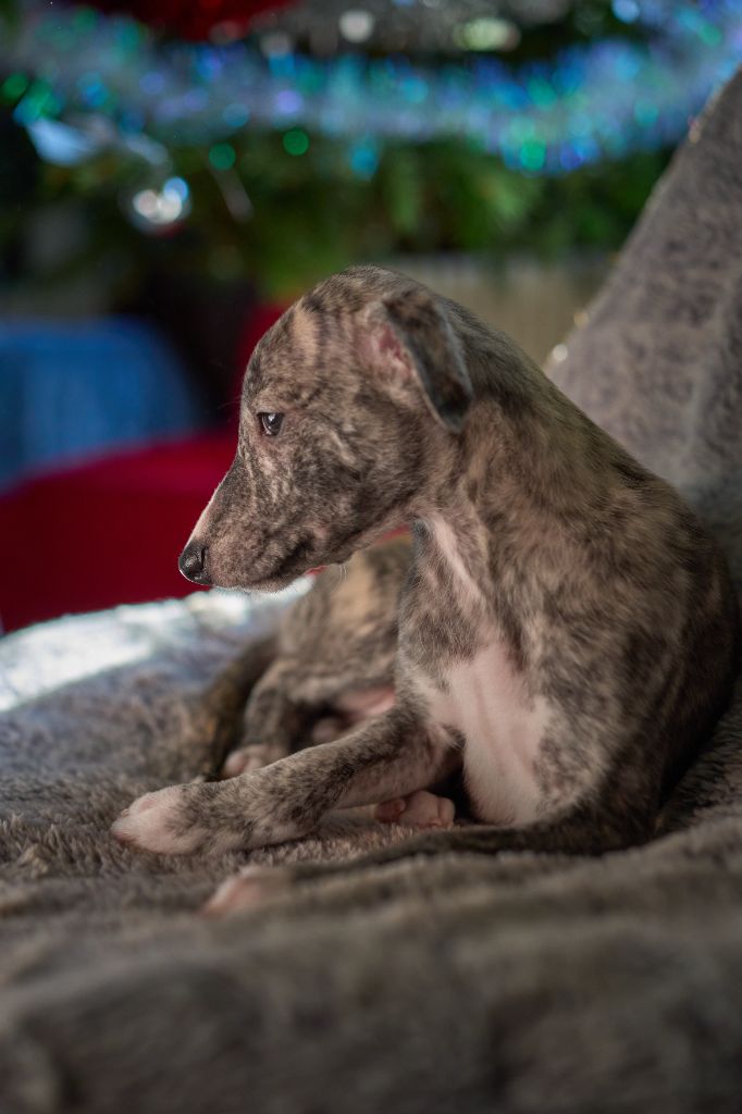 Des Amours De Poseidon - Chiot disponible  - Whippet