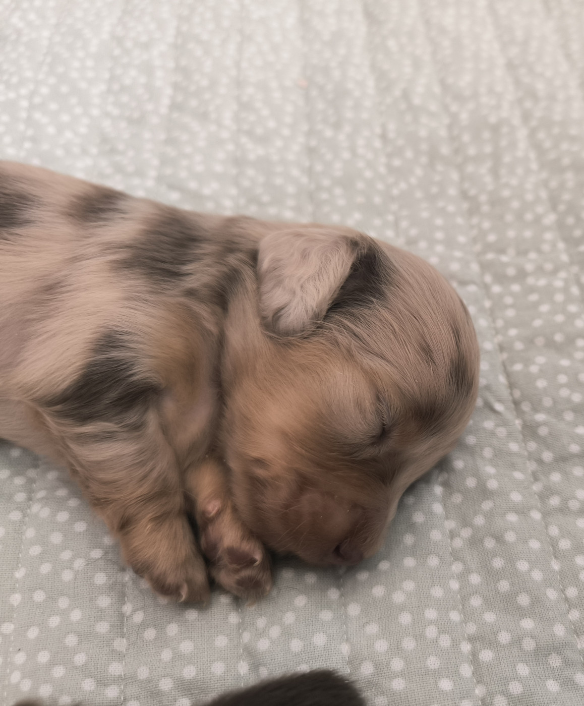 Des Amours De Poseidon - Chiots disponibles - Teckel poil long