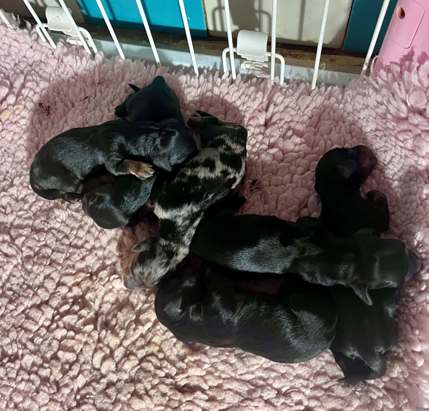 Chiot Teckel poil long Des Amours De Poseidon