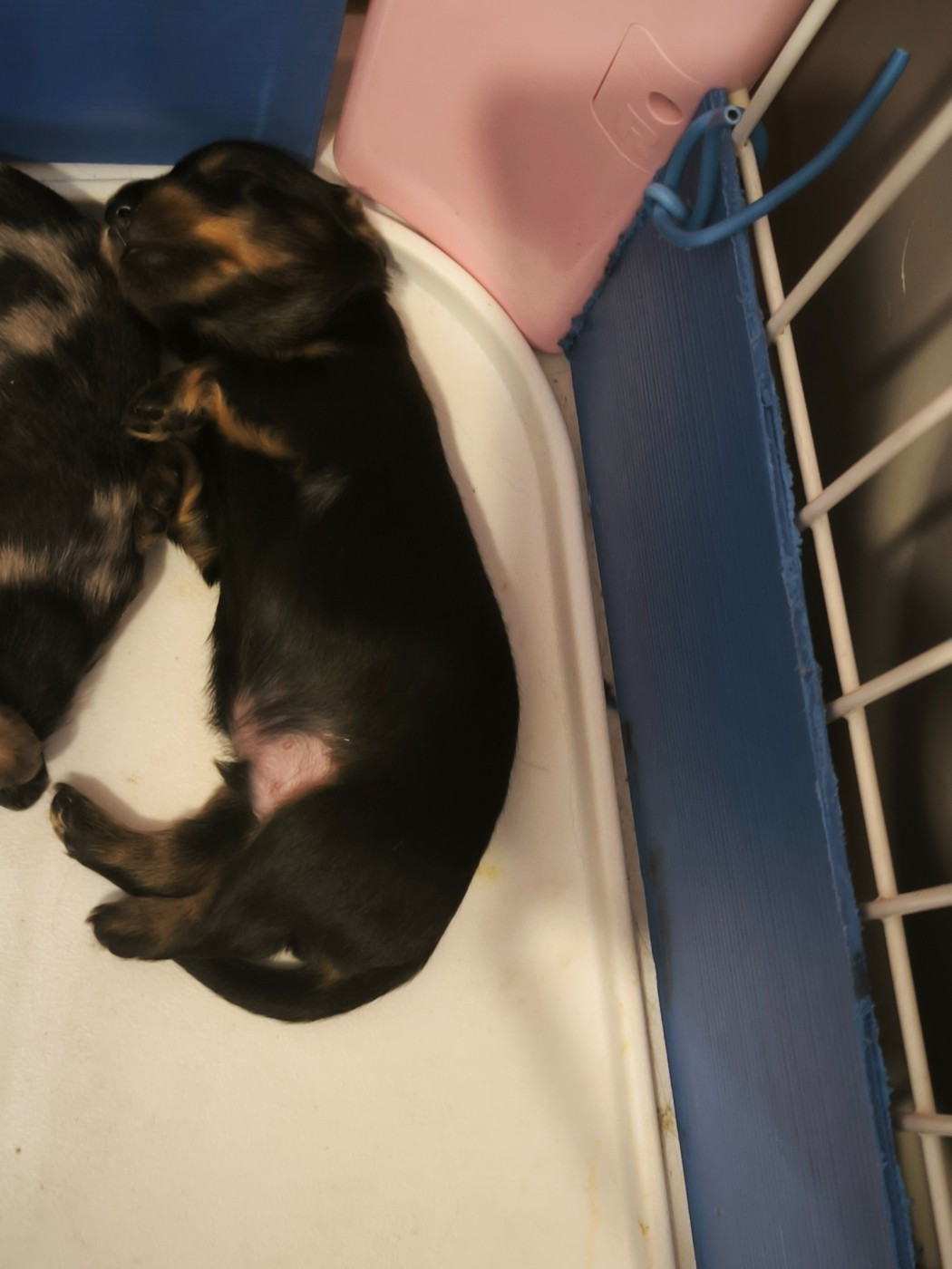 Des Amours De Poseidon - Chiots disponibles - Teckel poil long
