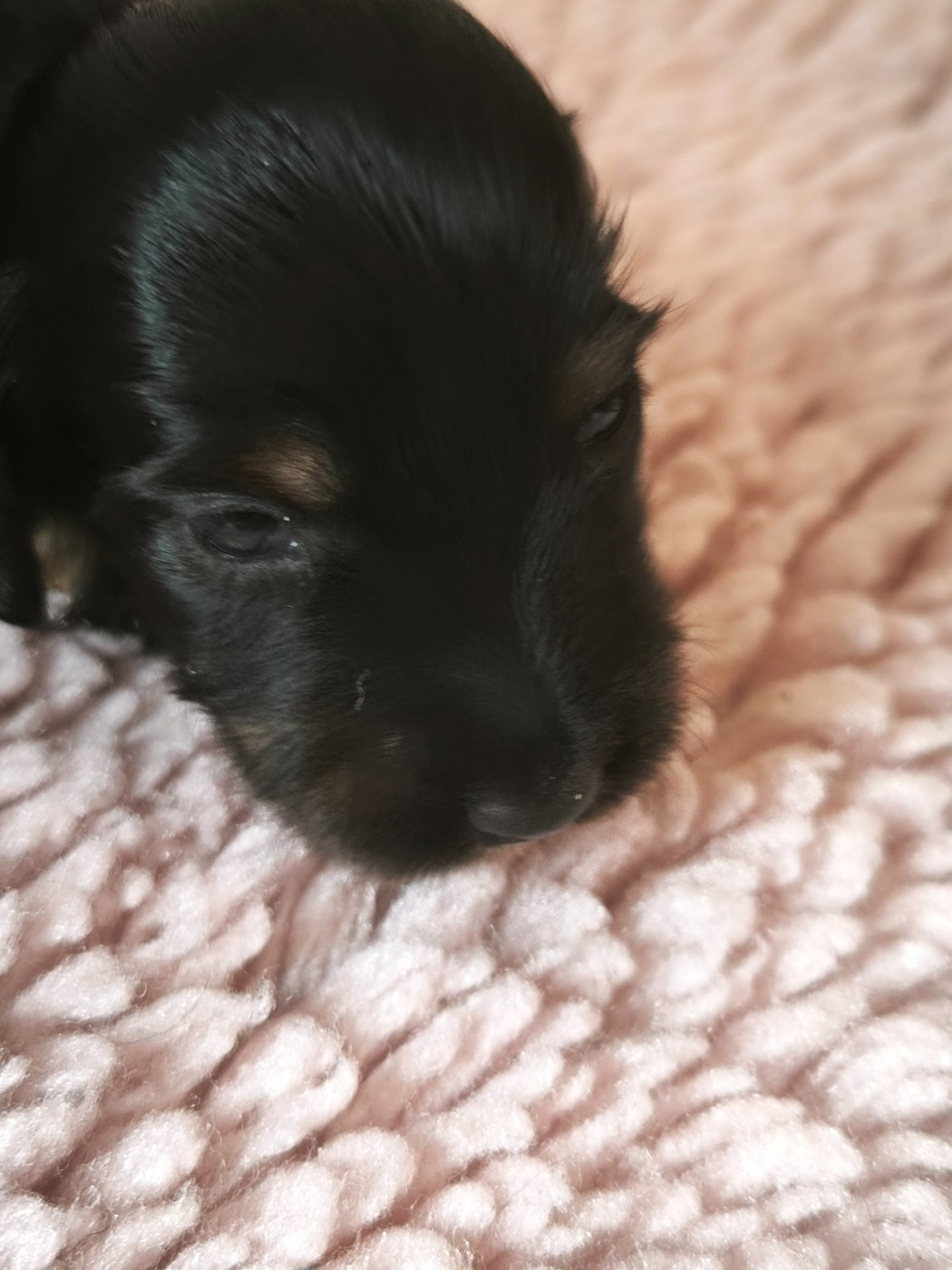 Des Amours De Poseidon - Chiots disponibles - Teckel poil long