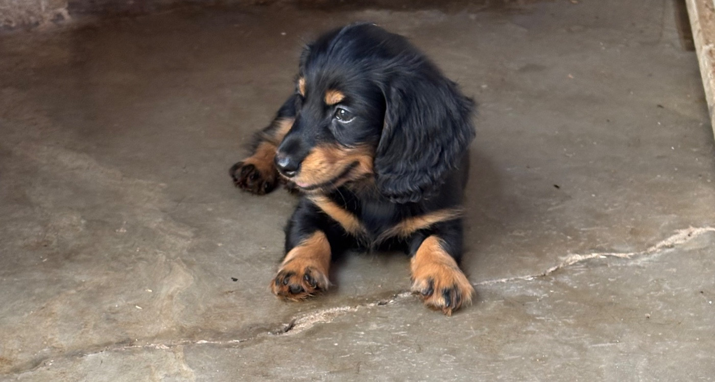 Des Amours De Poseidon - Chiots disponibles - Teckel poil long
