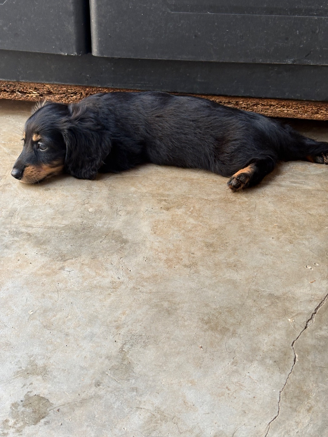 Des Amours De Poseidon - Chiots disponibles - Teckel poil long