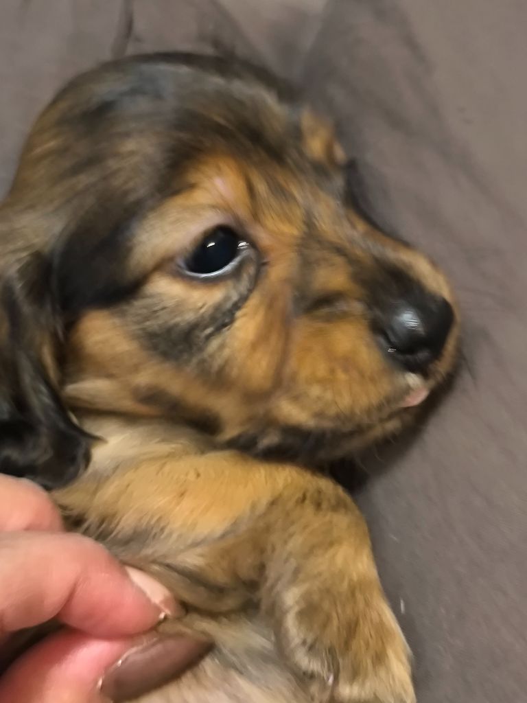 Des Amours De Poseidon - Chiots disponibles - Teckel poil long