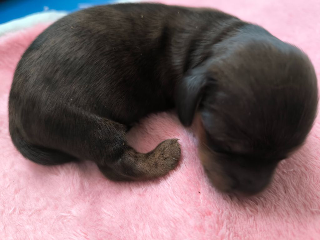 Des Amours De Poseidon - Chiots disponibles - Teckel poil long