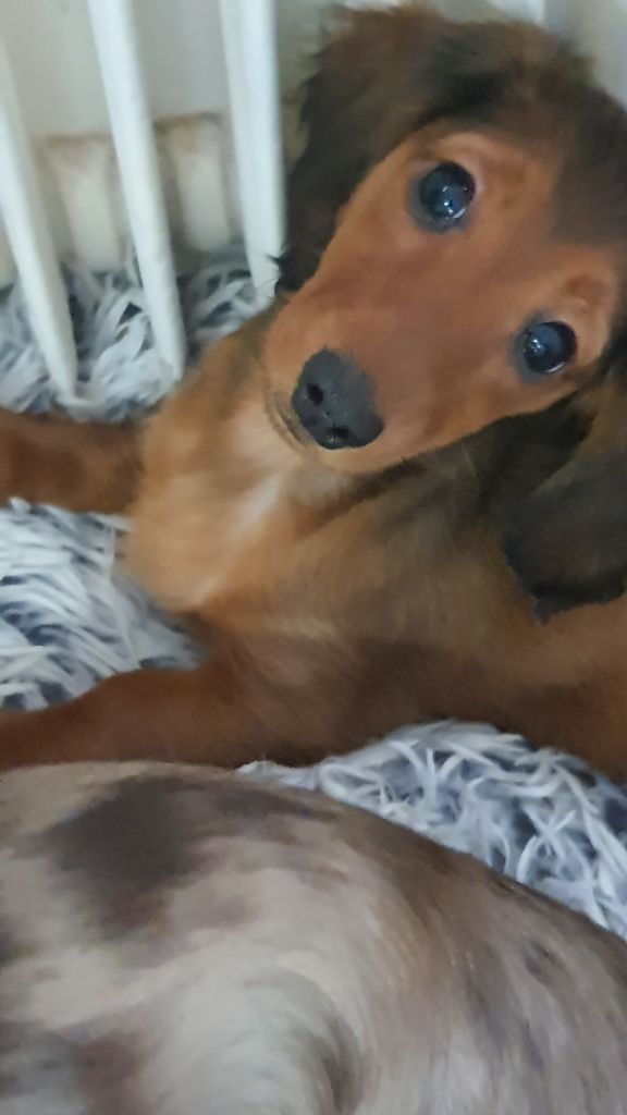 Des Amours De Poseidon - Teckel poil long - Portée née le 30/10/2023