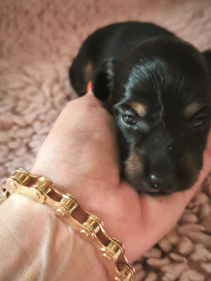 Chiot N°2