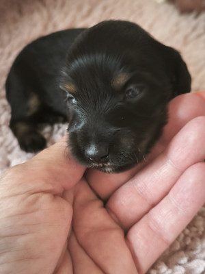 Chiot N°3