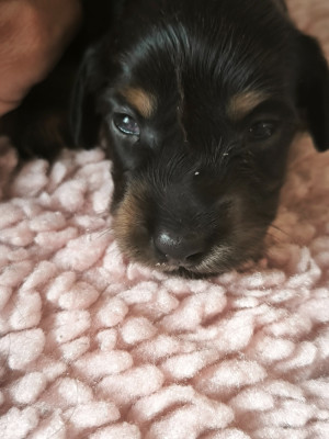 Chiot N°4